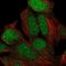 Kelch Like Family Member 29 antibody, PA5-61867, Invitrogen Antibodies, Immunofluorescence image 