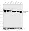 ATP Citrate Lyase antibody, 702731, Invitrogen Antibodies, Western Blot image 