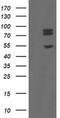 TLE Family Member 1, Transcriptional Corepressor antibody, MA5-26424, Invitrogen Antibodies, Western Blot image 