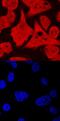 Serine/Threonine/Tyrosine Kinase 1 antibody, MAB6668, R&D Systems, Immunofluorescence image 