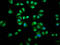 Inosine Monophosphate Dehydrogenase 1 antibody, LS-C680658, Lifespan Biosciences, Immunofluorescence image 