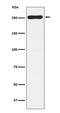 WNK1 antibody, M01422-1, Boster Biological Technology, Western Blot image 