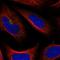 Transmembrane Protein 241 antibody, HPA029489, Atlas Antibodies, Immunofluorescence image 