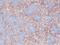 Hyperpolarization Activated Cyclic Nucleotide Gated Potassium And Sodium Channel 2 antibody, SMC-305D-APC, StressMarq, Immunohistochemistry frozen image 