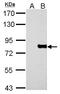 MX Dynamin Like GTPase 1 antibody, LS-C186191, Lifespan Biosciences, Western Blot image 
