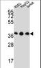 Heterogeneous Nuclear Ribonucleoprotein D Like antibody, LS-C164963, Lifespan Biosciences, Western Blot image 