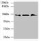 UBX Domain Protein 6 antibody, CSB-PA874859LA01HU, Cusabio, Western Blot image 