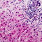 Cdc42 Guanine Nucleotide Exchange Factor 9 antibody, LS-C354539, Lifespan Biosciences, Immunohistochemistry frozen image 