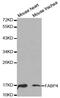 Fatty Acid Binding Protein 4 antibody, MBS125659, MyBioSource, Western Blot image 