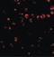 CD49D antibody, LS-C83933, Lifespan Biosciences, Immunofluorescence image 
