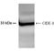Cell Death Inducing DFFA Like Effector C antibody, NB100-430, Novus Biologicals, Western Blot image 