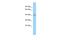 G Protein-Coupled Receptor 45 antibody, A15236, Boster Biological Technology, Western Blot image 