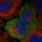 Nectin Cell Adhesion Molecule 4 antibody, HPA010775, Atlas Antibodies, Immunocytochemistry image 