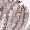 Zinc Finger Protein 285 antibody, HPA046100, Atlas Antibodies, Immunohistochemistry frozen image 