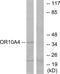 Olfactory Receptor Family 10 Subfamily A Member 4 antibody, GTX87130, GeneTex, Western Blot image 