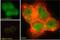 Apolipoprotein B MRNA Editing Enzyme Catalytic Subunit 3A antibody, 46-697, ProSci, Enzyme Linked Immunosorbent Assay image 