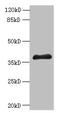 ELAV Like RNA Binding Protein 1 antibody, orb354723, Biorbyt, Western Blot image 