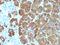 Proopiomelanocortin antibody, GTX34393, GeneTex, Immunohistochemistry paraffin image 