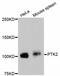 Protein Tyrosine Kinase 2 antibody, abx125384, Abbexa, Western Blot image 