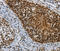 Histone Cluster 1 H2A Family Member E antibody, MBS2522025, MyBioSource, Immunohistochemistry paraffin image 