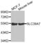 Solute Carrier Family 39 Member 7 antibody, abx002387, Abbexa, Western Blot image 