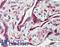 Embigin antibody, LS-A8837, Lifespan Biosciences, Immunohistochemistry paraffin image 