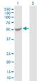 Katanin Catalytic Subunit A1 Like 2 antibody, H00083473-B01P, Novus Biologicals, Western Blot image 