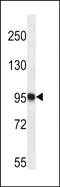 Trafficking Protein Particle Complex 12 antibody, PA5-48569, Invitrogen Antibodies, Western Blot image 