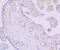 Thrombomodulin antibody, A01325-2, Boster Biological Technology, Immunohistochemistry frozen image 