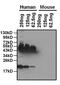 Apolipoprotein A1 antibody, GTX15659, GeneTex, Western Blot image 