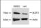 IKAROS Family Zinc Finger 3 antibody, 61-999, ProSci, Western Blot image 