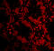 RASD Family Member 2 antibody, 4361, ProSci, Immunofluorescence image 
