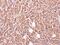 Glycine-N-Acyltransferase Like 1 antibody, PA5-21805, Invitrogen Antibodies, Immunohistochemistry frozen image 