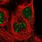 ZXD Family Zinc Finger C antibody, HPA049593, Atlas Antibodies, Immunofluorescence image 