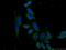 Apolipoprotein B MRNA Editing Enzyme Catalytic Subunit 2 antibody, 20121-1-AP, Proteintech Group, Immunofluorescence image 