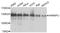 Heterogeneous Nuclear Ribonucleoprotein U antibody, STJ111948, St John