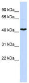 GATA Binding Protein 1 antibody, TA330092, Origene, Western Blot image 