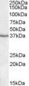 Paraoxonase 1 antibody, PA5-19107, Invitrogen Antibodies, Western Blot image 