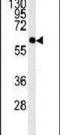 Prenylcysteine Oxidase 1 Like antibody, PA5-25523, Invitrogen Antibodies, Western Blot image 