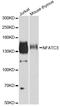 Nuclear Factor Of Activated T Cells 3 antibody, STJ28749, St John