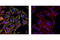 Myosin regulatory light polypeptide 9 antibody, 3671L, Cell Signaling Technology, Immunocytochemistry image 