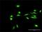 Core histone macro-H2A.2 antibody, H00055506-D01P, Novus Biologicals, Immunofluorescence image 