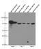 Rac GTPase Activating Protein 1 antibody, 66056-1-Ig, Proteintech Group, Western Blot image 