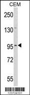 Zinc finger protein DZIP1 antibody, 63-706, ProSci, Western Blot image 