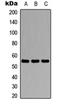 Sterile Alpha Motif Domain Containing 10 antibody, orb234146, Biorbyt, Western Blot image 