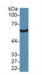 Aldehyde Dehydrogenase 7 Family Member A1 antibody, LS-C299638, Lifespan Biosciences, Western Blot image 