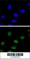 Steroid hormone receptor ERR1 antibody, 63-560, ProSci, Immunofluorescence image 