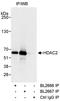 Histone Deacetylase 2 antibody, A300-704A, Bethyl Labs, Immunoprecipitation image 