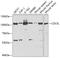 Cell Division Cycle 5 Like antibody, A03797, Boster Biological Technology, Western Blot image 