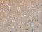 Autophagy And Beclin 1 Regulator 1 antibody, LS-C401233, Lifespan Biosciences, Immunohistochemistry paraffin image 